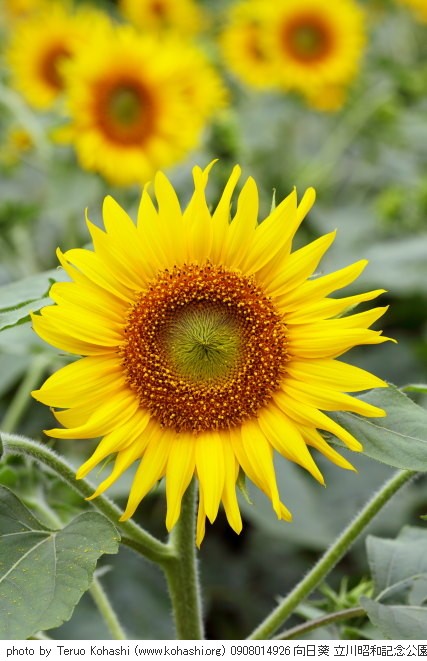 向日葵・ヒマワリ 0908014926 向日葵 立川昭和記念公園 thumbnail