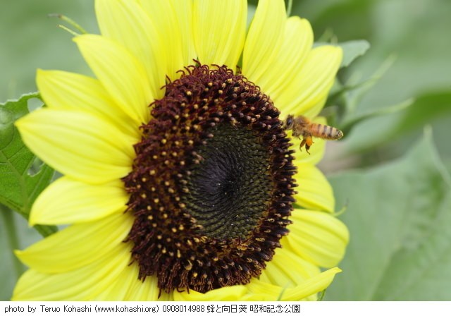 向日葵・ヒマワリ 0908014988 蜂と向日葵 昭和記念公園 thumbnail