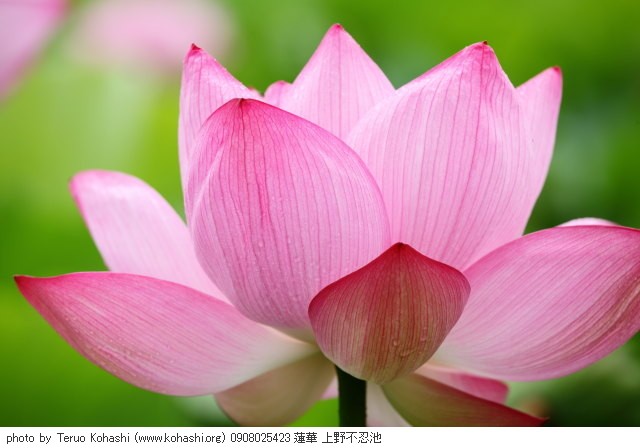 上野公園 ~2009 0908025423 蓮華 上野不忍池 thumbnail