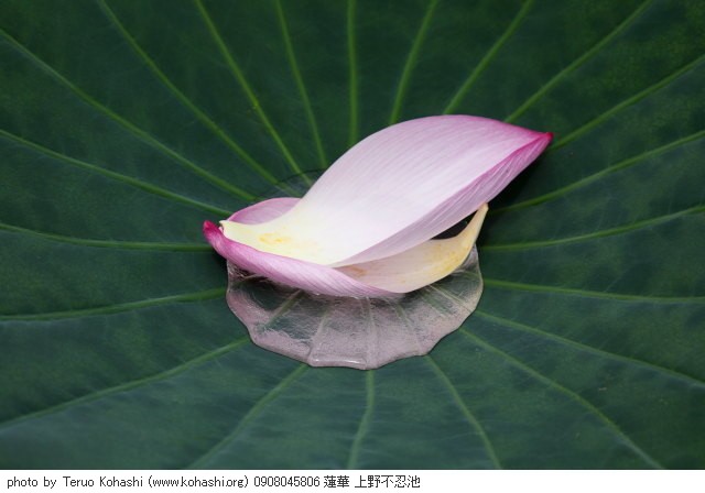 上野公園 ~2009 0908045806 蓮華 上野不忍池 photo