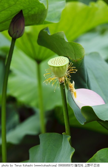 蓮・ハス・蓮華 0908065872 蓮花托 上野不忍池 thumbnail