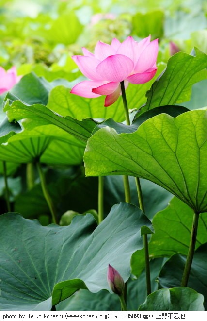上野公園 ~2009 0908085893 蓮華 上野不忍池 thumbnail