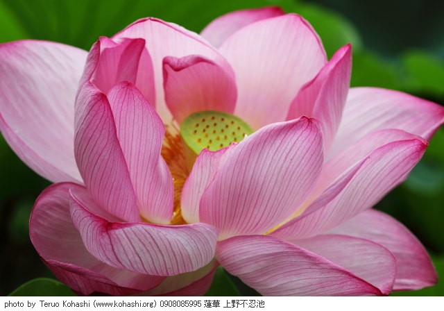 上野公園 ~2009 0908085995 蓮華 上野不忍池 photo