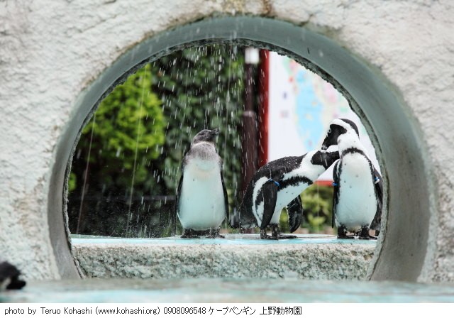 上野公園 ~2009 0908096548 ケープペンギン 上野動物園 photo