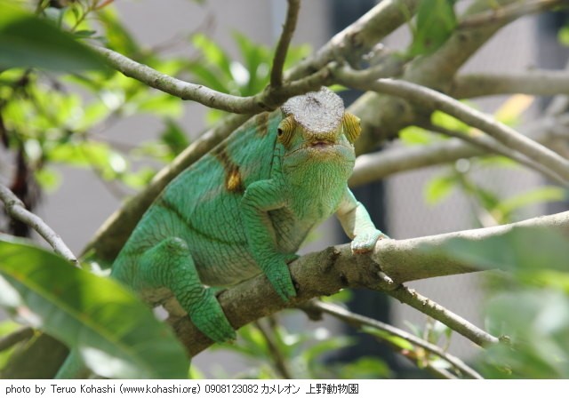 上野公園 ~2009 0908123082 カメレオン 上野動物園 photo