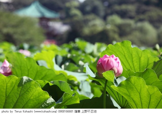 蓮・ハス・蓮華 0908166681 蓮華 上野不忍池 thumbnail