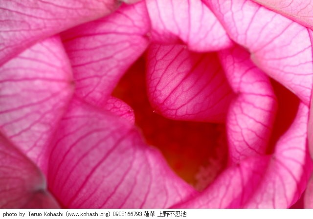 蓮・ハス・蓮華 0908166793 蓮華 上野不忍池 thumbnail