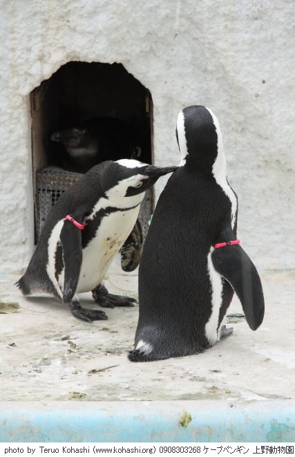 上野公園 ~2009 0908303268 ケープペンギン 上野動物園 thumbnail
