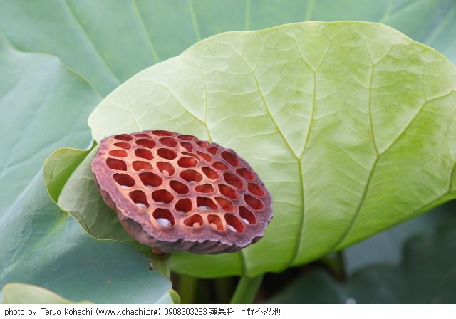上野公園 ~2009 0908303283 蓮果托 上野不忍池 thumbnail