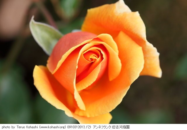 薔薇(バラ) 0910312012 バラ アンネフランク 旧古河庭園 thumbnail