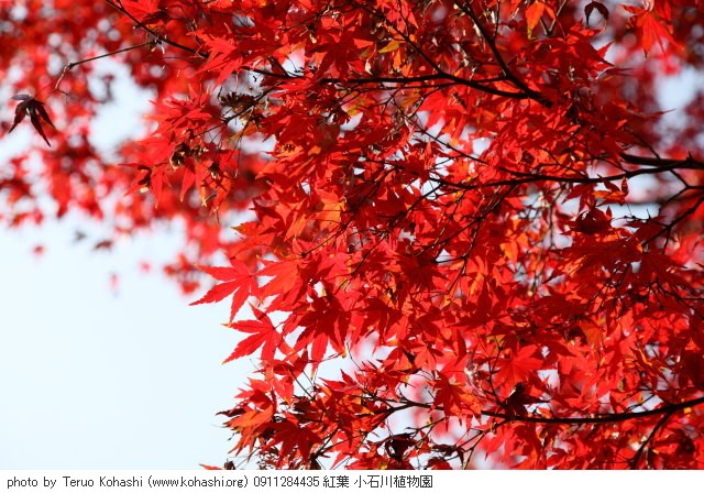 紅葉・銀杏 0911284435 紅葉 小石川植物園 thumbnail