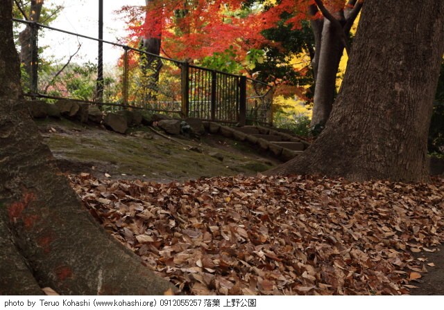 これまでの12月の見頃見所 0912055257 落葉 上野公園 thumbnail