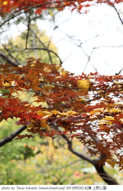 紅葉・黄葉 0912055282 紅葉 上野公園 thumbnail