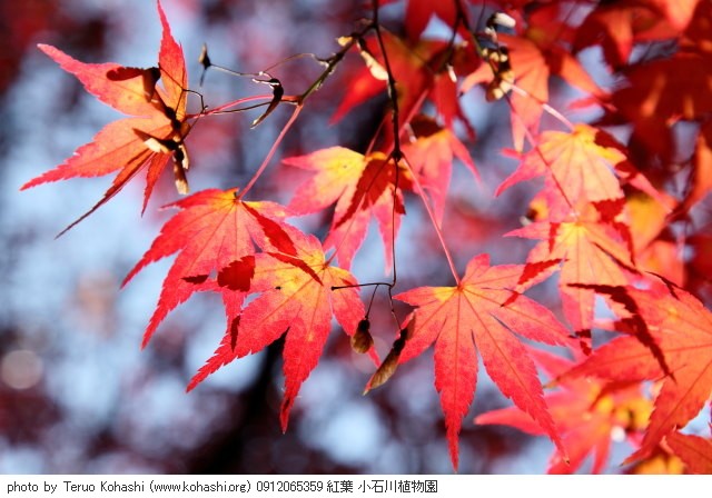 これまでの12月の見頃見所 0912065359 紅葉 小石川植物園 thumbnail