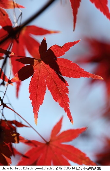 紅葉・銀杏 0912065416 紅葉 小石川植物園 thumbnail