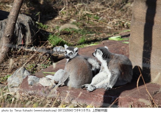 これまでの12月の見頃見所 0912205843 ワオキツネザル 上野動物園 thumbnail
