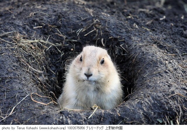 これまでの2月の見頃見所 1002075856 プレリードッグ 上野動物園 thumbnail