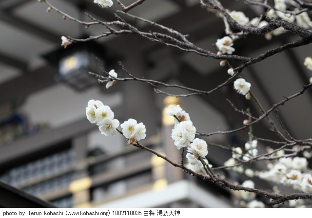 2月の湯島天神 1002118035 白梅 湯島天神 thumbnail