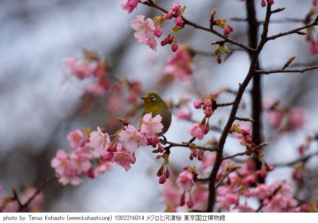 2月の上野公園+東京国立博物館+上野動物園 1002216014 メジロと河津桜 東京国立博物館 thumbnail