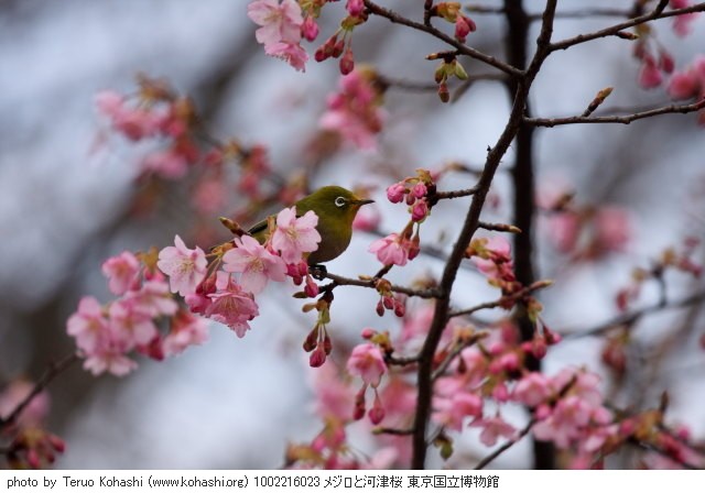 桜: 寒桜・大寒桜・寒緋桜・河津桜 1002216023 メジロと河津桜 東京国立博物館 thumbnail