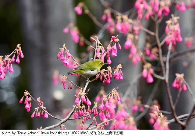 寒桜・寒緋桜 1002216069 メジロと桜 上野不忍池 thumbnail