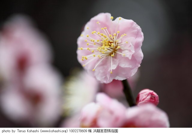 2月の浜離宮恩賜庭園 1002278609 梅 浜離宮恩賜庭園 thumbnail