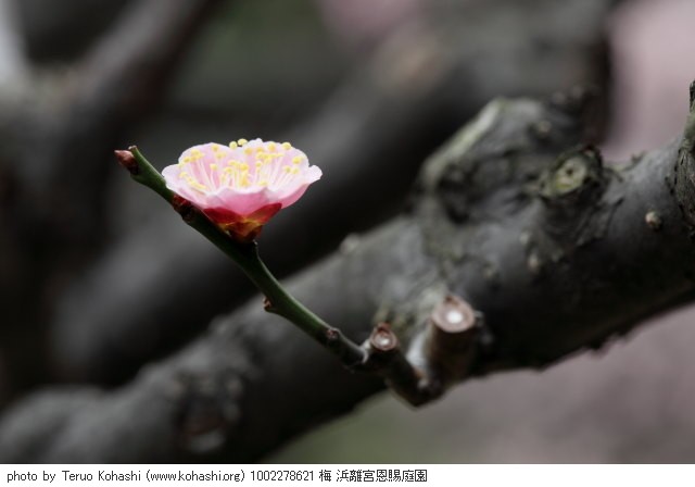 2月の浜離宮恩賜庭園 1002278621 梅 浜離宮恩賜庭園 thumbnail