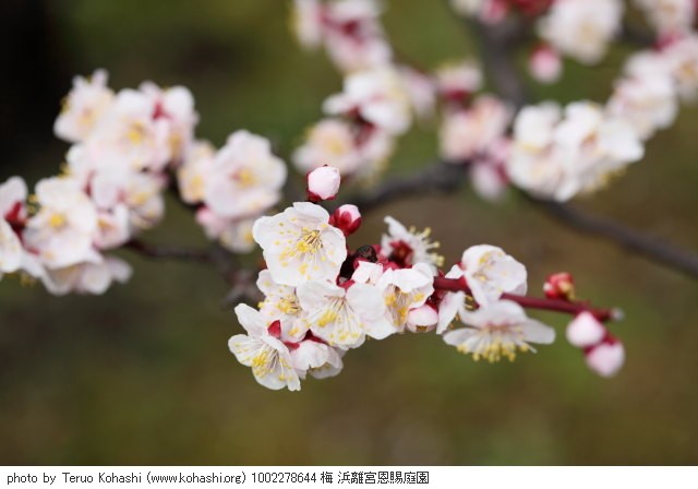 2月の浜離宮恩賜庭園 1002278644 梅 浜離宮恩賜庭園 thumbnail