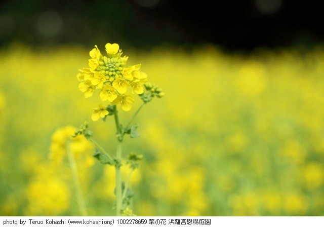 菜の花 1002278659 菜の花 浜離宮恩賜庭園 thumbnail