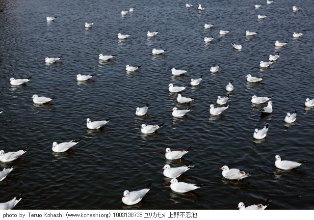 上野公園 2010 1003138735 ユリカモメ 上野不忍池 photo