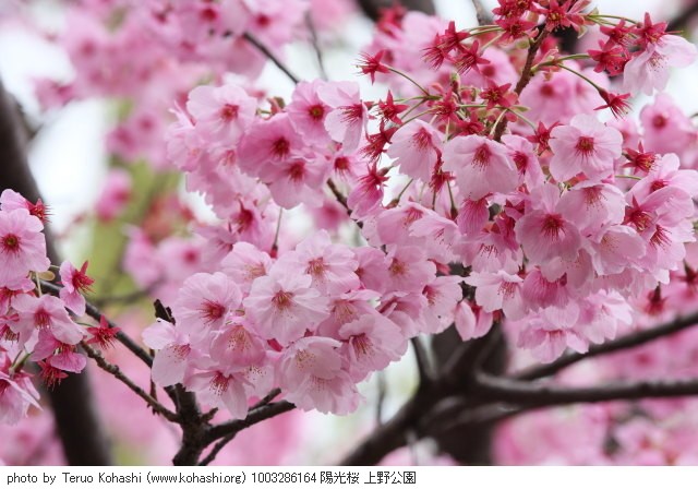 桜 1003286164 陽光桜 上野公園 thumbnail