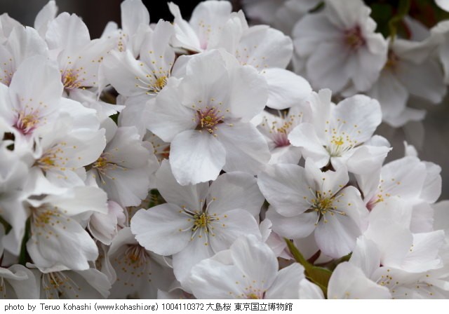 上野公園 2010 1004110372 大島桜 東京国立博物館 photo