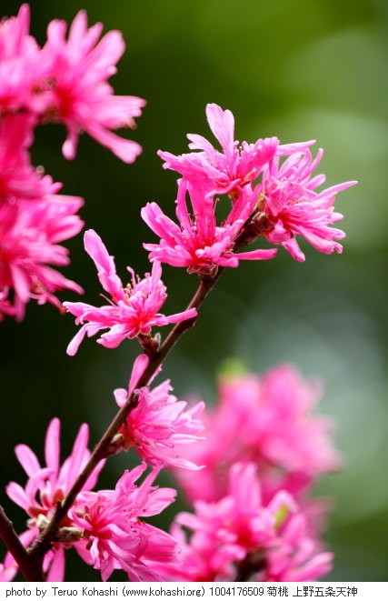 桃・モモ・花桃・菊桃 1004176509 菊桃 上野五条天神 thumbnail