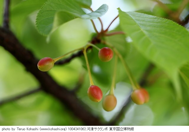桜・さくら・サクラ 1004241062 河津サクランボ 東京国立博物館 thumbnail