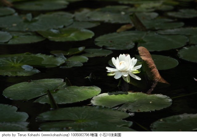 睡蓮・スイレン 1005082796 睡蓮 小石川後楽園 thumbnail