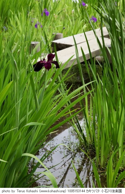 杜若・カキツバタ 1005153144 カキツバタ 小石川後楽園 thumbnail