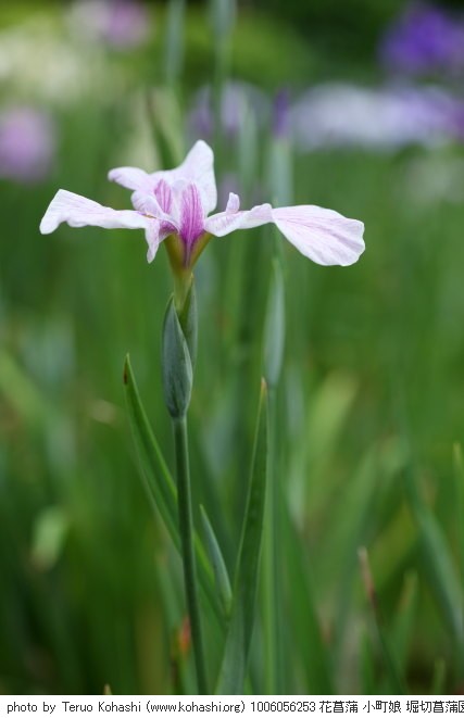 花菖蒲・ハナショウブ 1006056253 花菖蒲 小町娘 堀切菖蒲園 thumbnail