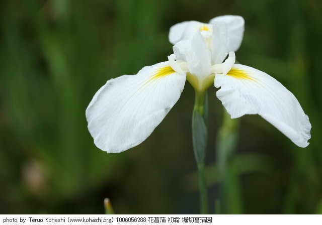 花菖蒲・ハナショウブ 1006056288 花菖蒲 初霜 堀切菖蒲園 thumbnail