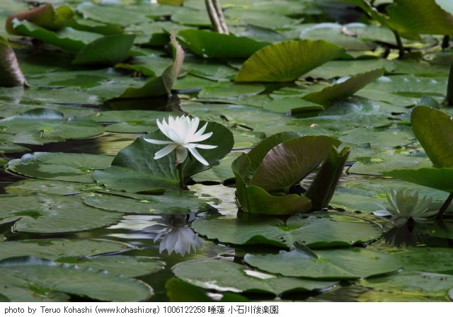 睡蓮・スイレン 1006122258 睡蓮 小石川後楽園 thumbnail