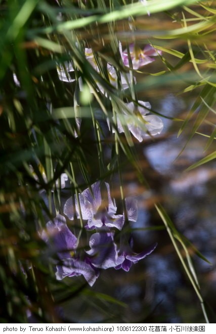 6月の小石川後楽園 1006122300 花菖蒲 小石川後楽園 thumbnail