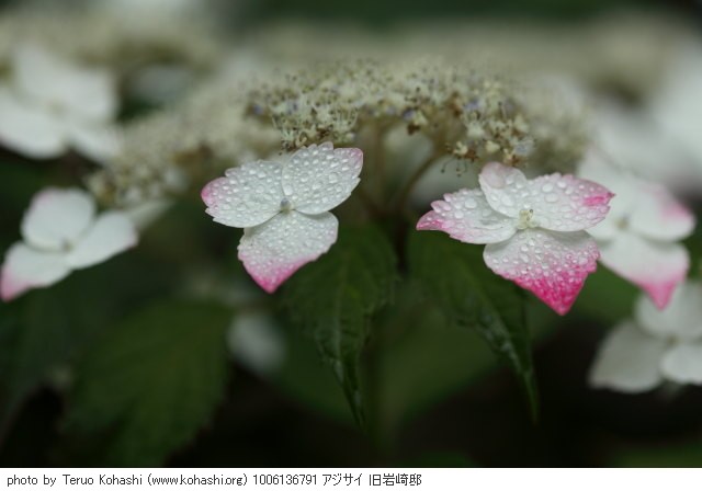 紫陽花・アジサイ 1006136791 アジサイ 旧岩崎邸 thumbnail