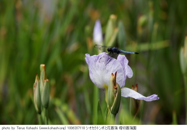 花菖蒲・ハナショウブ 1006207118 シオカラトンボと花菖蒲 堀切菖蒲園 thumbnail