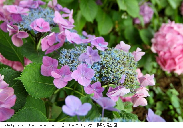 紫陽花・アジサイ 1006262798 アジサイ 葛飾水元公園 thumbnail