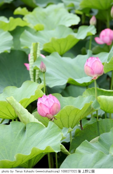 上野公園 2010 1006277322 蓮 上野公園 photo