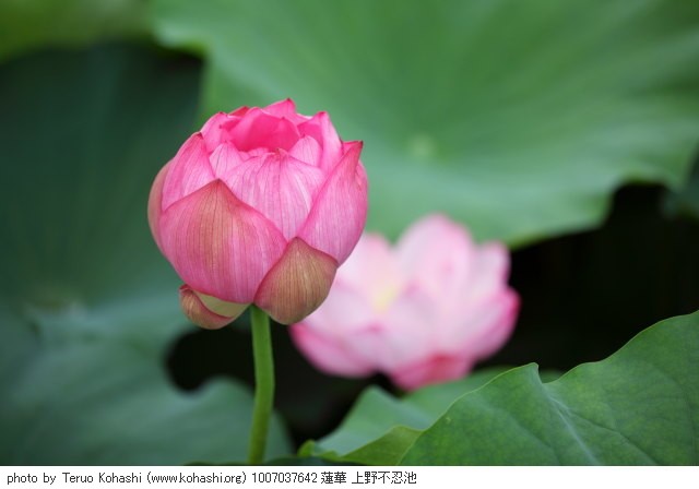 蓮・ハス・蓮華 1007037642 蓮華 上野不忍池 thumbnail