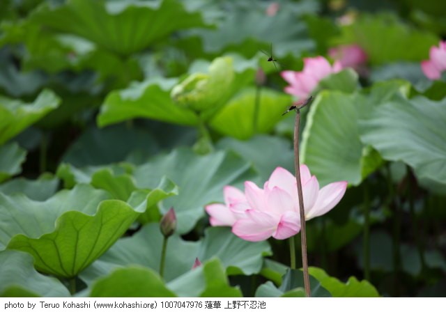 これまでの7月の見頃見所 1007047976 蓮華 上野不忍池 thumbnail