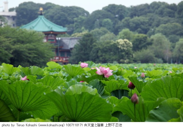 上野公園 2010 1007118171 弁天堂と蓮華 上野不忍池 photo