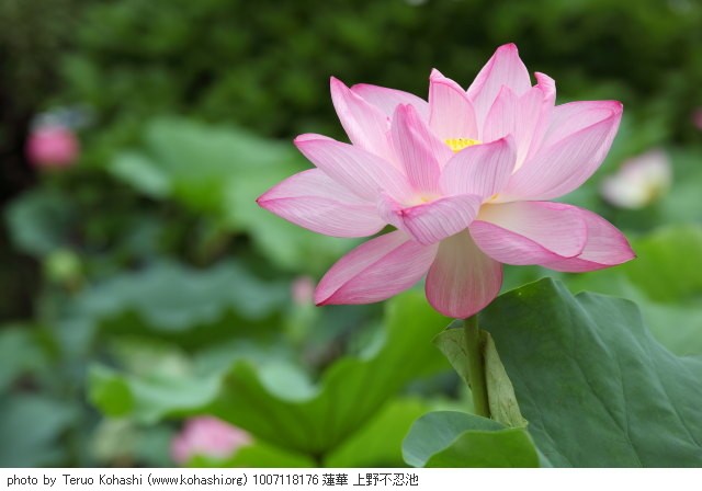 上野公園 2010 1007118176 蓮華 上野不忍池 thumbnail
