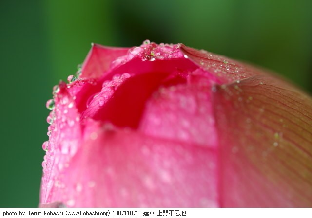 上野公園 2010 1007118713 蓮華 上野不忍池 photo