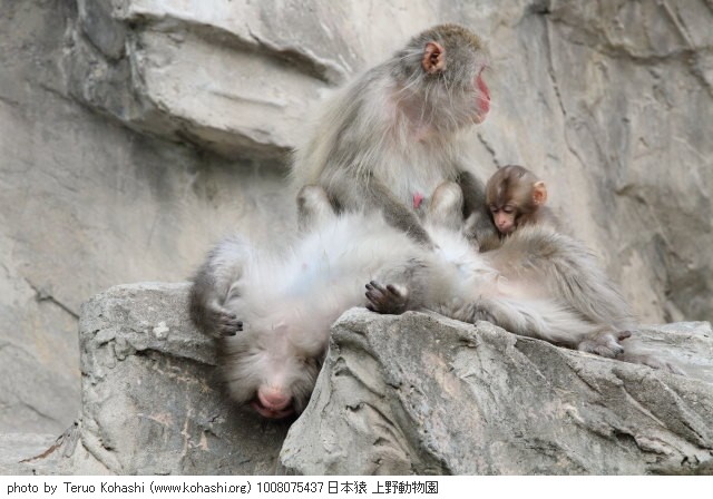 上野公園 2010 1008075437 日本猿 上野動物園 thumbnail